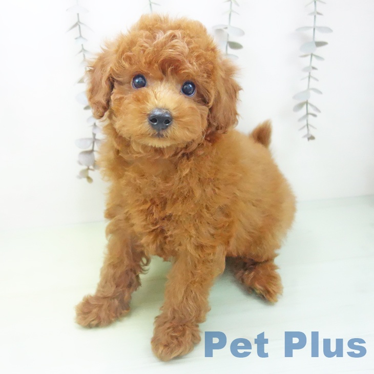 トイ・プードル