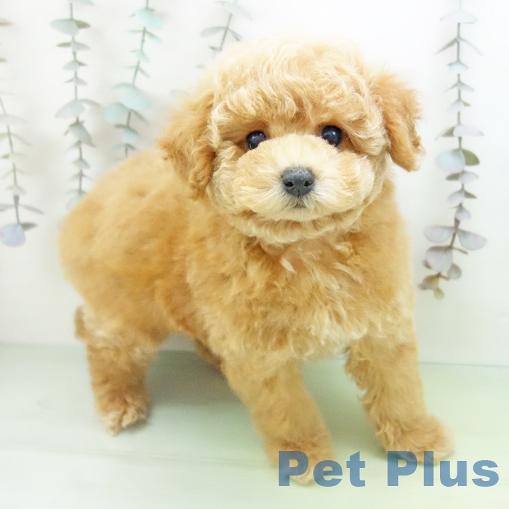 トイ・プードル