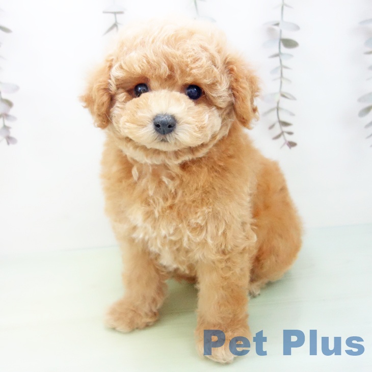 トイ・プードルの写真2