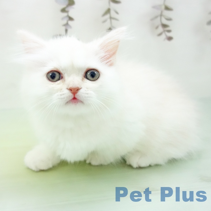 ミヌエットの写真2