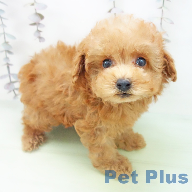 トイ・プードル