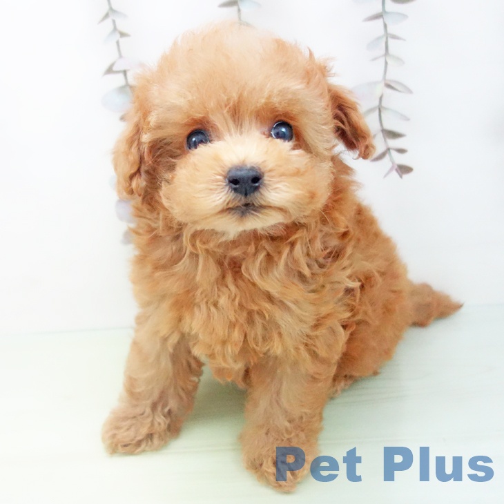 トイ・プードルの写真2