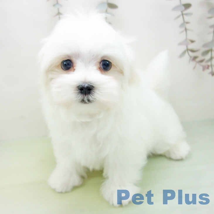 マルチーズの写真2