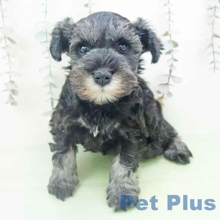 ミニチュア・シュナウザー