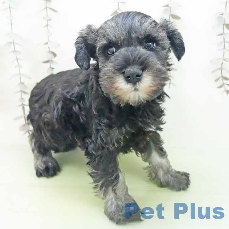 ミニチュア・シュナウザーの写真2