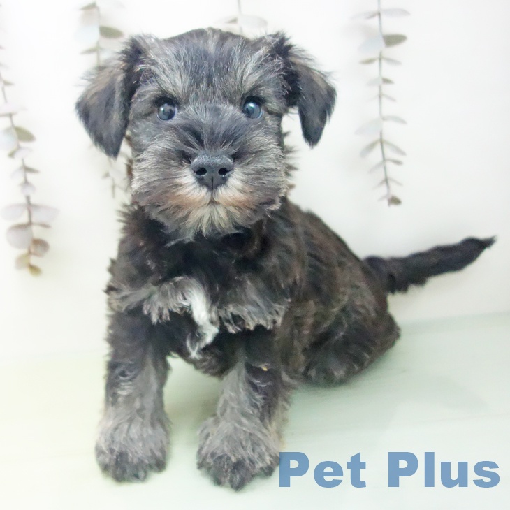 ミニチュア・シュナウザー