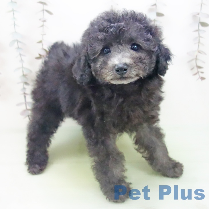 トイ・プードル