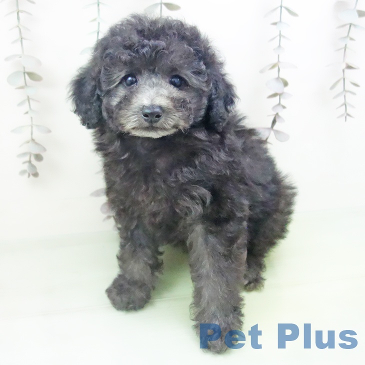 トイ・プードル