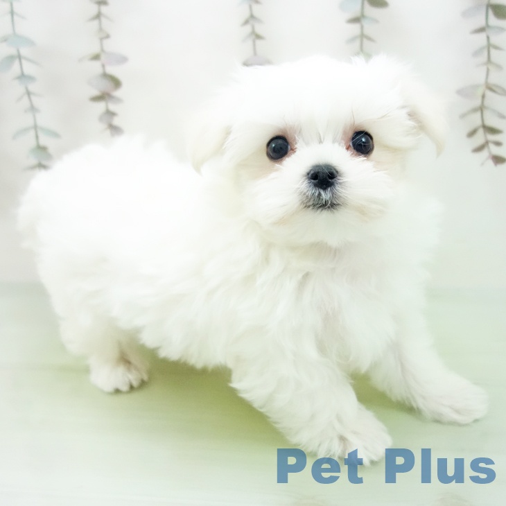 マルチーズの写真2