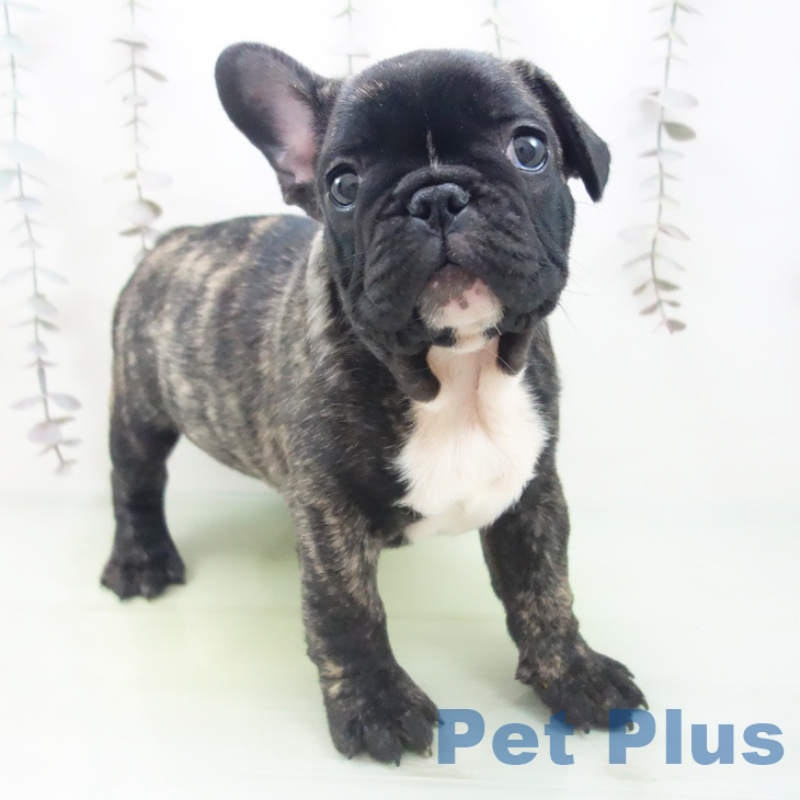 フレンチ・ブルドッグ