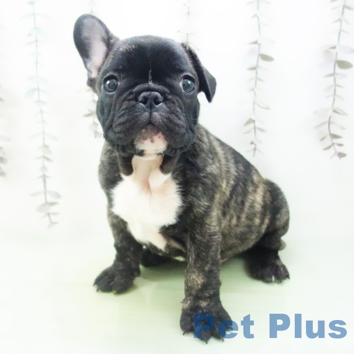 フレンチ・ブルドッグの写真2