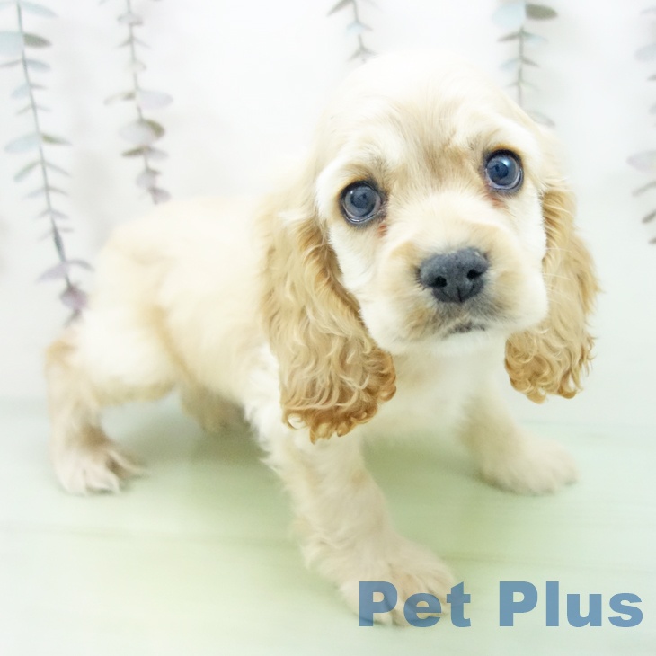 アメリカン・コッカー・スパニエル