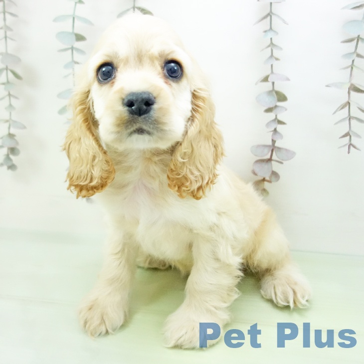 アメリカン・コッカー・スパニエルの写真2