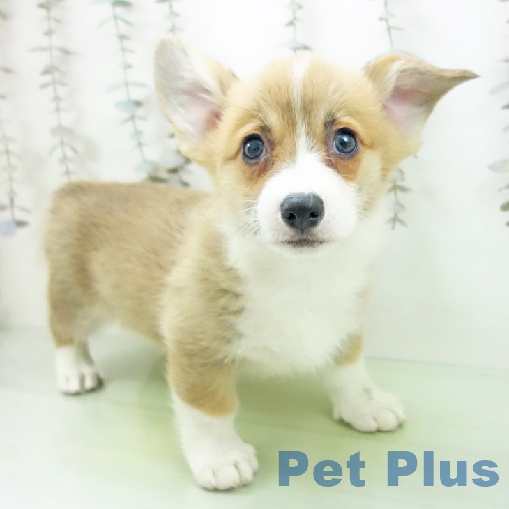 ウェルシュ・コーギー・ペンブローク