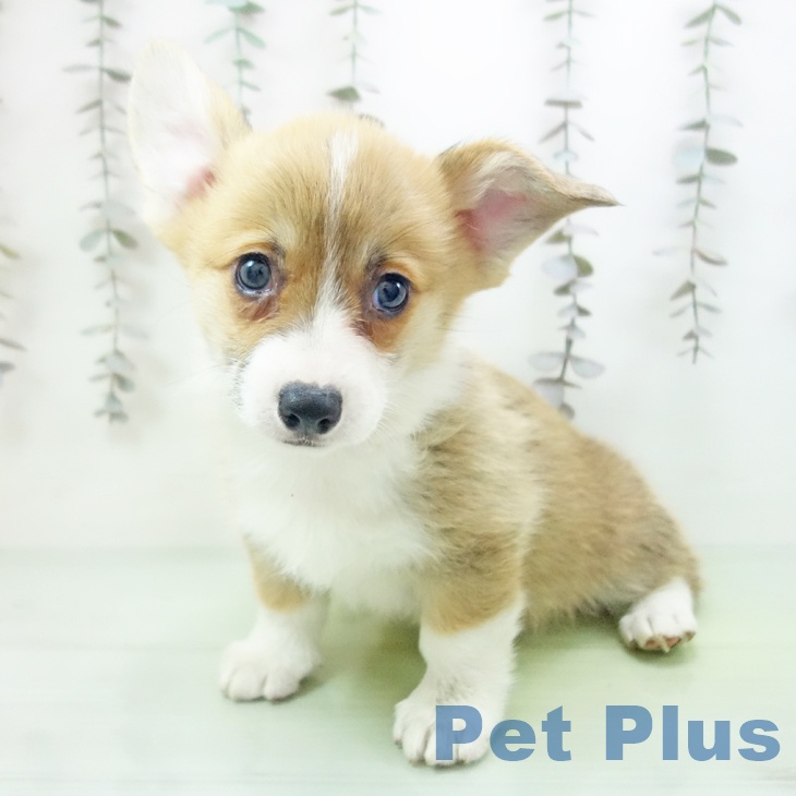 ウェルシュ・コーギー・ペンブロークの写真2