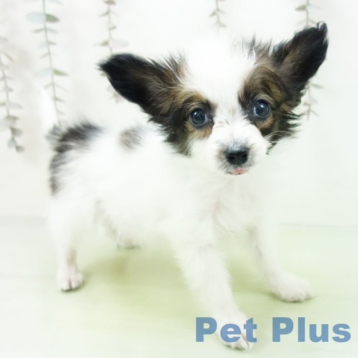 パピヨンの写真2