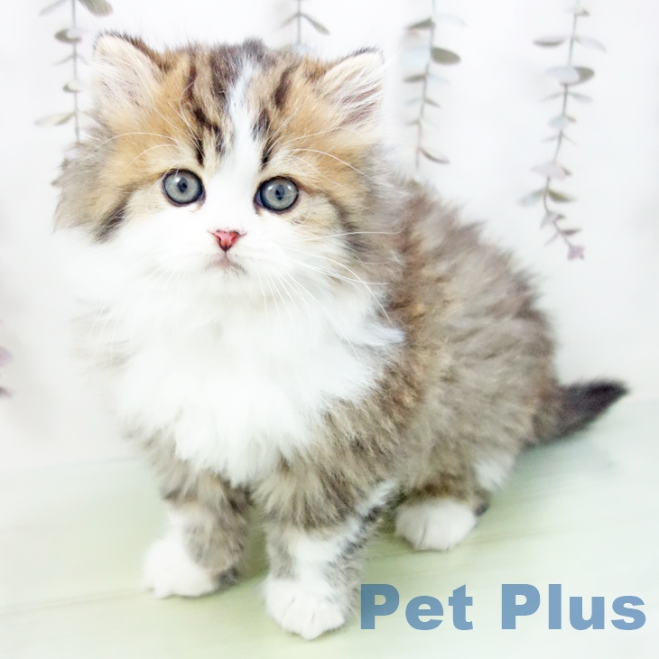 スコティッシュフォールド