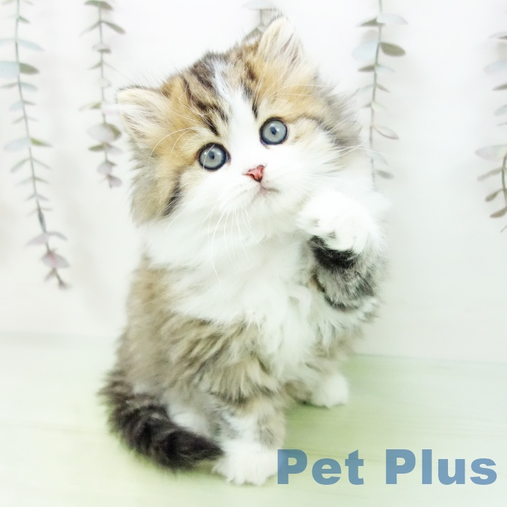 スコティッシュフォールド