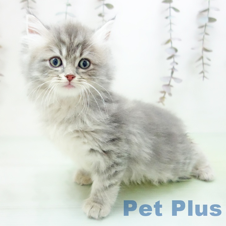 サイベリアンの写真2