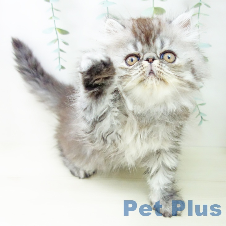 エキゾチックの写真2