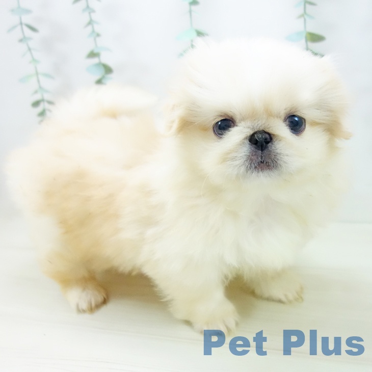ペキニーズの写真2