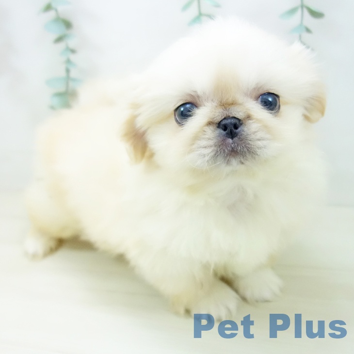 ペキニーズの写真2