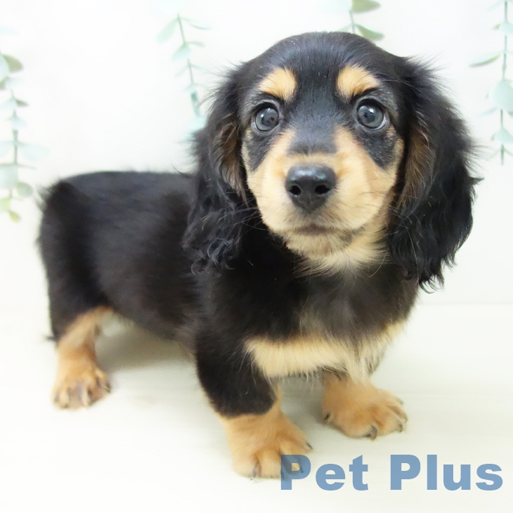 ミニチュア・ダックスフンド