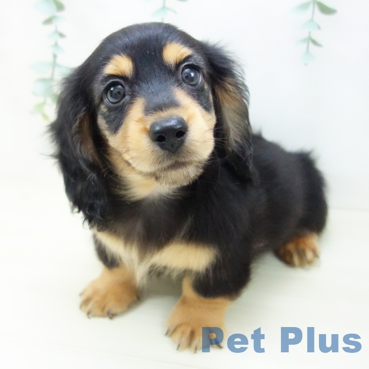 ミニチュア・ダックスフンドの写真2