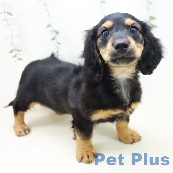 ミニチュア・ダックスフンド