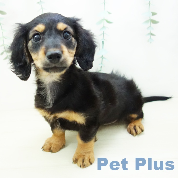 ミニチュア・ダックスフンド