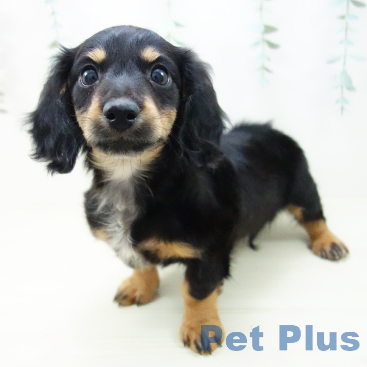 ミニチュア・ダックスフンド