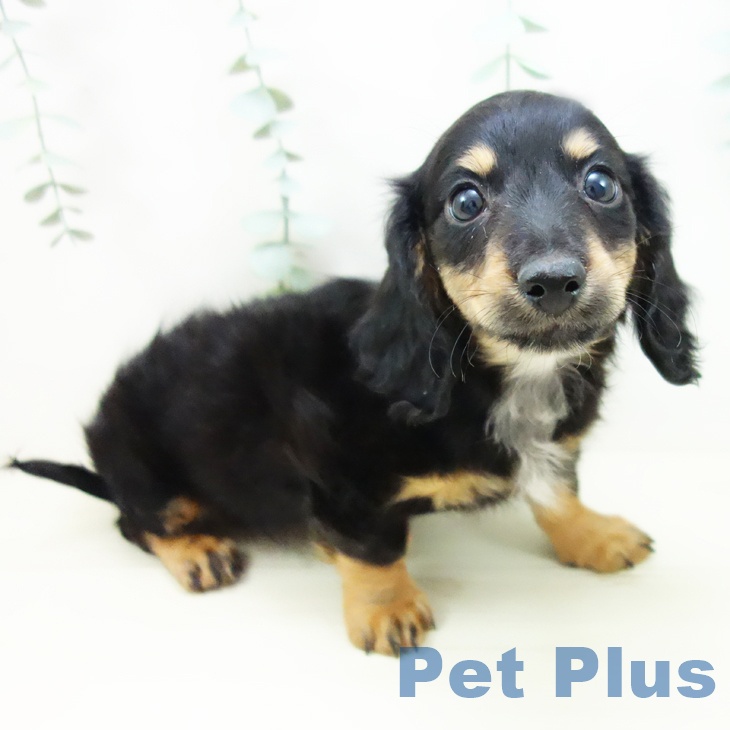 ミニチュア・ダックスフンドの写真2