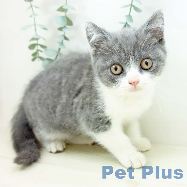 ブリティッシュショートヘア