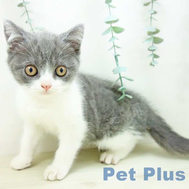 ブリティッシュショートヘア