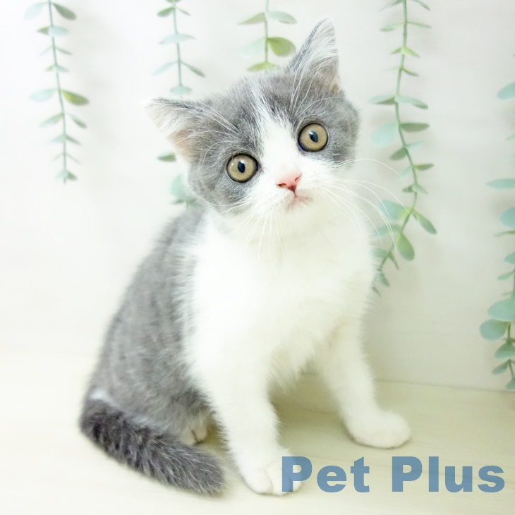 ブリティッシュショートヘア