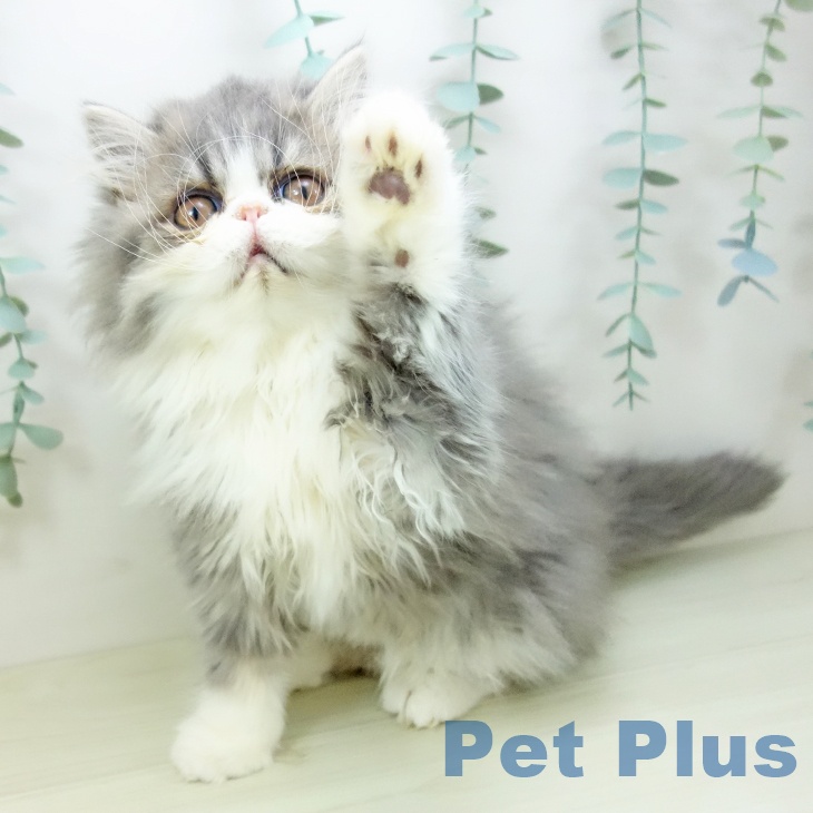 エキゾチックの写真2