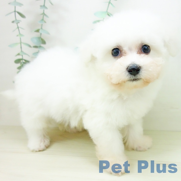 ビション・フリーゼ