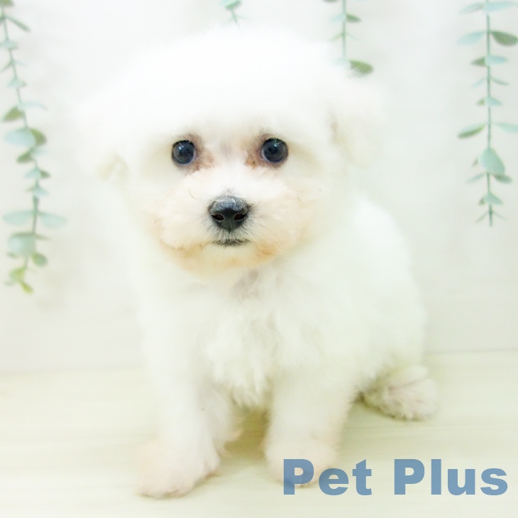 ビション・フリーゼの写真2