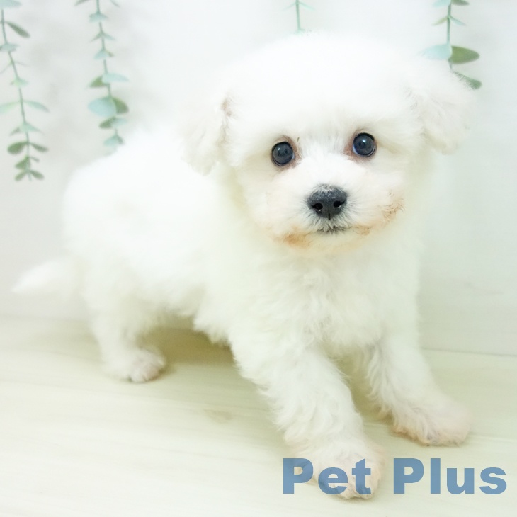 ビション・フリーゼ