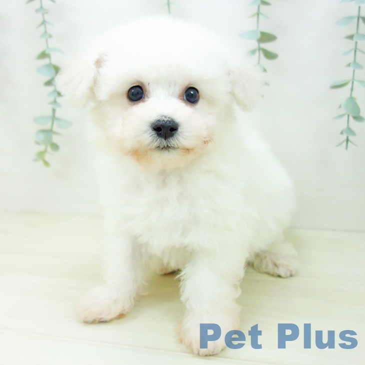 ビション・フリーゼの写真2