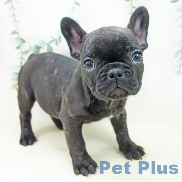 フレンチ・ブルドッグ