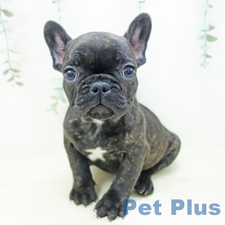 フレンチ・ブルドッグ