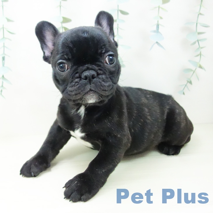 フレンチ・ブルドッグ