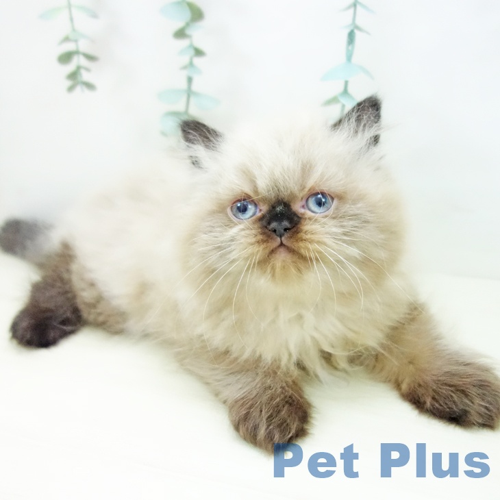 ヒマラヤンの写真2