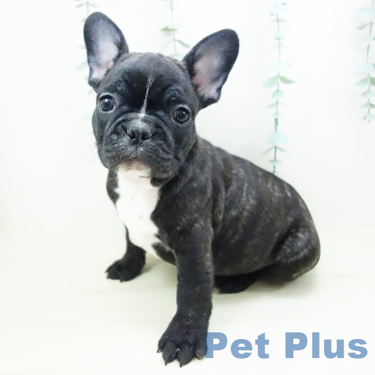 フレンチ・ブルドッグの写真2