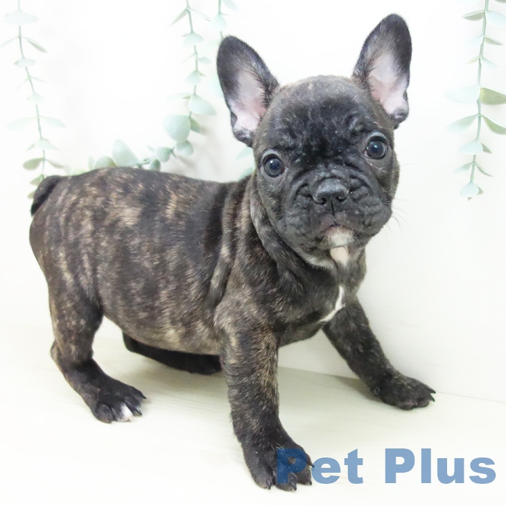 フレンチ・ブルドッグ