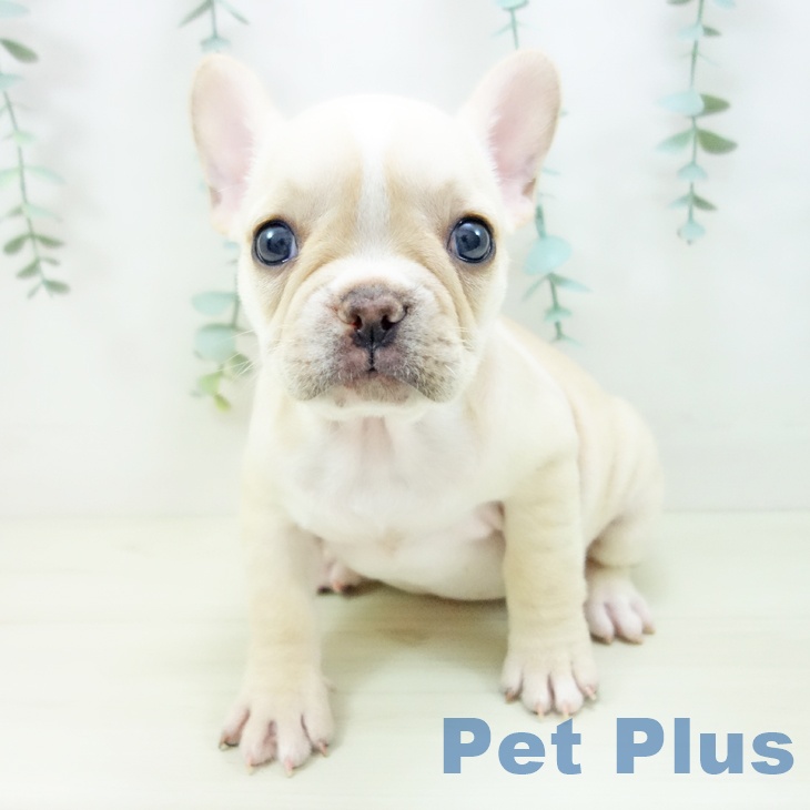 フレンチ・ブルドッグ