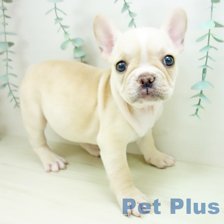 フレンチ・ブルドッグの写真2
