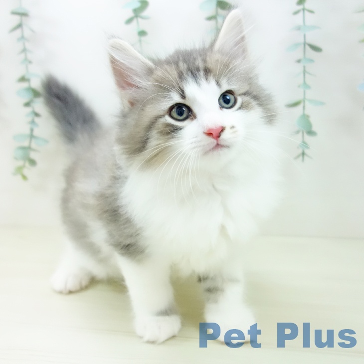 ノルウェージャンフォレストキャット