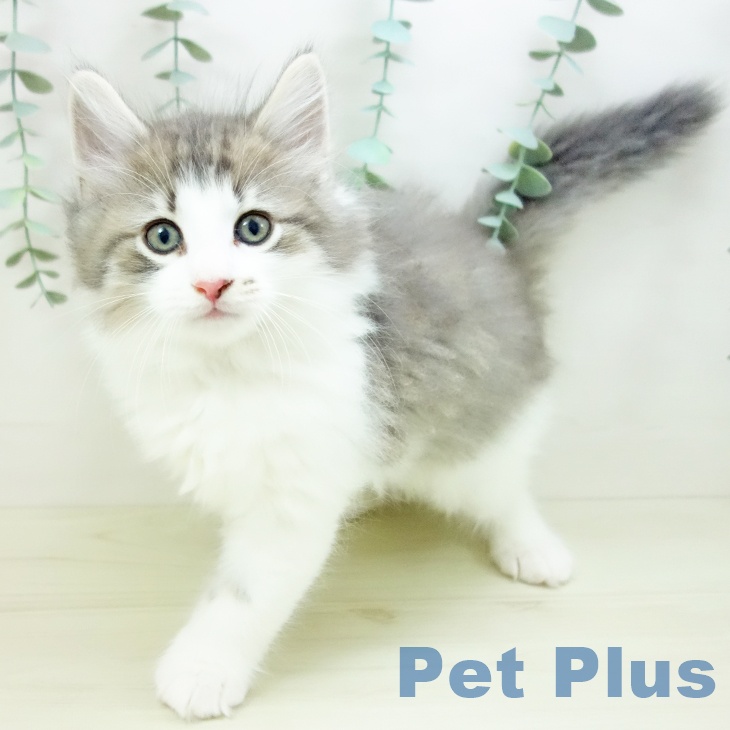 ノルウェージャンフォレストキャットの写真2